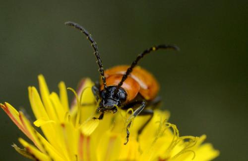 Réf. 261 330 : Exosoma lusitanicum